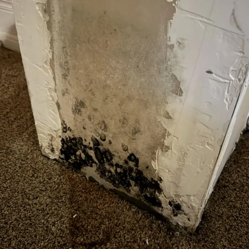 Professional Mold Removal in Pelham, MA